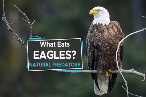 What Eats Eagles: Uncovering Surprising Predators and Threats
