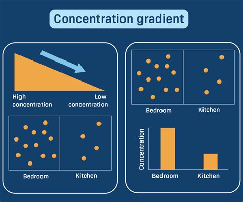Unveiling the Mystery: What Is a Concentration Gradient Explained