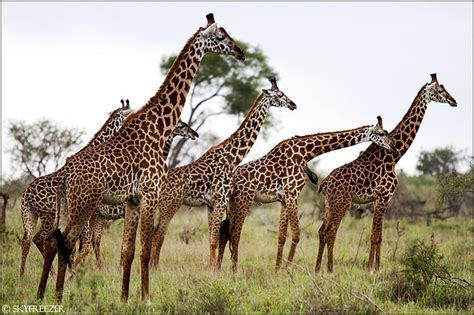 Giraffes' Name: Intrigue Unveiled Under 10 Words